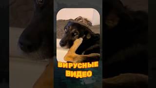 ВИРУСНЫЕ ВИДЕО / Самый умный кот 