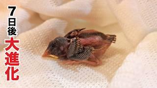 Found a Tiny Bird in Danger—Here’s What Happened Next!