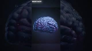 Unleashing the Superpower of Your Brain!#facts #ytshorts