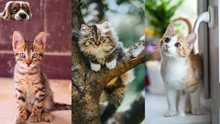 cute meow videos collection animals gallery -2 videos in 4k #cutemeow #4kvideo