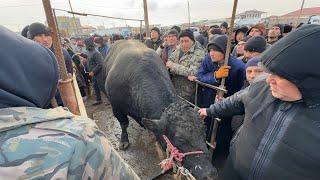 ГИГАНТ БУКАЛАР  САВДОСИ УРГАНЧ ҒОЙБУ МОЛ БОЗОРИ 2-МАРТ ЭРТАЛАБГИ САВДОЛАР !!! ХОРАЗМ БОЗОР