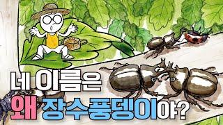 어린이과학 | 장수풍뎅이 | 네 이름은 왜 장수풍뎅이야? | 과학호기심 | 탐구 | 생물 |  질문에 빠진 안다씨의 과학이야기