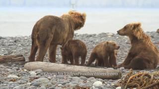 Alaska's Great Kodiak Bears - Ayakulik Adventures