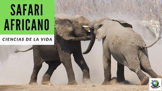 Safari Africano – Vista Previa