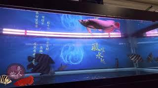 【樂魚愉人水族】記錄客人的Tracy特瑞斯SUMO  #水族館 #樂魚愉人水族 #龍魚 #紅龍 #血紅龍