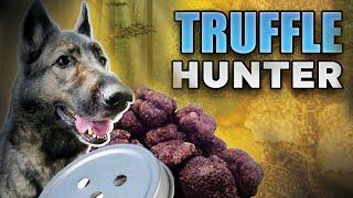 Striking Pay Dirt: Scent Work Truffle Hunting Dogs