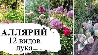 Моя коллекция луков многолетних / Аллярий