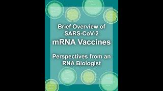 How mRNA Vaccines Work (Covid-19 Pfizer and Moderna)