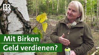 Gestern Pfui, heute Hui: Geld verdienen mit Birken? | Baum der Zukunft | Wald | Unser Land | BR