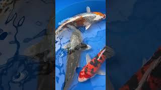 Stunning New Koi Fish at Garden State Koi #KoiFish #ButterflyKoi #StandardFin