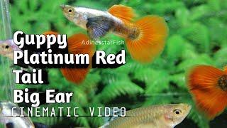 Guppy Platinum Red Tail Big Ear - For Sale