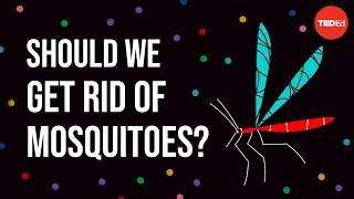 Ethical dilemma: Should we get rid of mosquitoes? - Talya Hackett