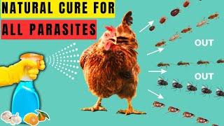 CURE ALL CHICKEN PARASITES & BUGS USING THESE ORGANIC TREATMENTS | NO MORE CHICKEN LICE & MITES