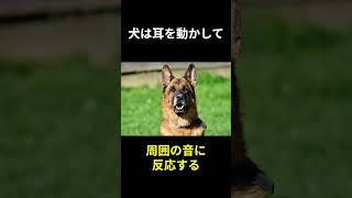 【飼う経験あるなら分かる犬の面白い行動あるある雑学9選】#犬 #犬のいる生活 #雑学 #ペット #shorts