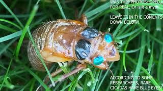 RARE BLUE-EYED CICADA?