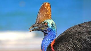 Southern Cassowary  The Most Dangerous Bird on Earth!