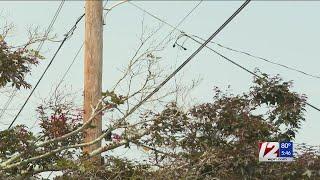 12 Responds: Tree trouble in Smithfield