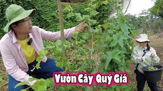 Cây ăn quả trong trang trại 2Q có gì đặc biệt?|| 2Q Vlogs Cuộc Sống Châu Phi