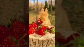 Bunny loves 