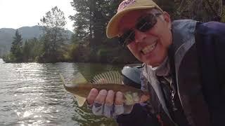 Hauser Lake Walleye & Rainbow Trout - Central Montana Fishing