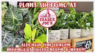 Plant Shopping at Trader Joe's || ALOCASIA PINK DRAGON, MOONLIGHT PHILODENDRON & MORE!!! || $7.99