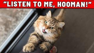 If Your Cat Could Talk, Here is What They Would Tell You - YOU WON'T HEAR THIS ANYWHERE ELSE!