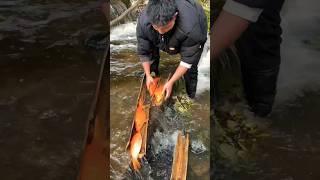 Fish trapping!! Gold fish Fishing, hand fishing gold fish, carp fish fishing, carpfishing, gold fish