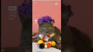 Котина Ивановна #kotiynet