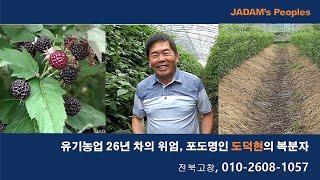 유기농업 26년차의 위엄, 포도명인 도덕현의 복분자 010-2608-1057 /He harvests 4,000 grapes from a vine.