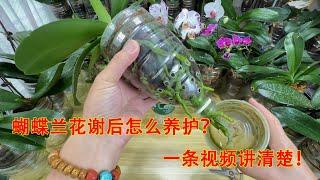 蝴蝶兰花谢后怎么剪花梗、怎么换盆？一条视频讲清楚！（阿涛养花270期）