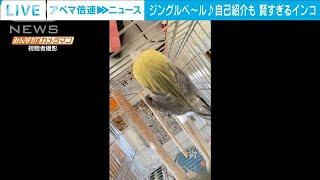 もうすぐクリスマス 「ジングルベル」を軽快に歌うオカメインコ 飼い主とセッションも(2024年12月16日)