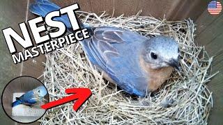 American Bluebird builds nest masterpiece