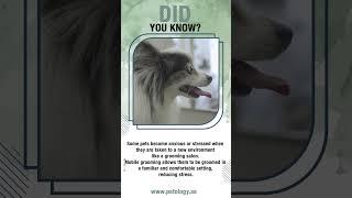 Did You Know? About our mobile grooming services? #shorts  #petology #cat #happypets #mobilegrooming