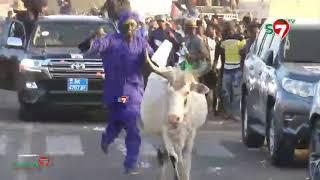 Insolite à Dodel: Un bœuf s'invite sur le convoi de Sonko (Image du jour)