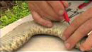 Florida's Venomous Snakes 08/10 - Rattlesnake Dissection