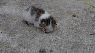 Baby Kitten By The Dumpster  Waiting For Someone To Save It