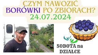 Czym nawozić borówki po zbiorach🫐?