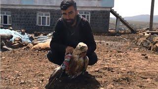 Diyarbakır Karacadağ’da bulduğu yaralı şahine gözü gibi bakıyor