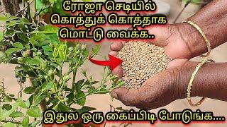 ரோஜா செடியில் கொத்துக் கொத்தாக மொட்டு வைக்க rose tips 