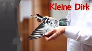 Pigeon 2:Kleine Dirk