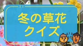 【脳トレ】冬の草花クイズ️冬の植物大集合！！《毎日ちょこっと脳トレ》