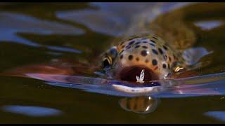 Where Did Fly Fishing Start? | Fishing with Jay | Catskills, NY