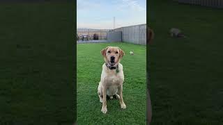 Troy the Boy Getting His Toy. Troy the Labrador just wants to play. Sonny is tired out #shorts