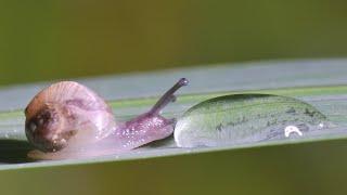 Snail vs water droplet # 1 - UHD 4K