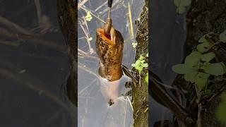 Amazing Rural Eel fishing || How to catch Eel fish by Hook method.