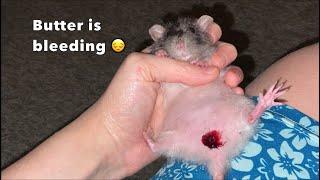 My dwarf rat Butter is bleeding  (TW for blood)