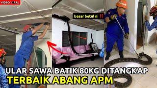 GEMPAR‼️ULAR SAWA SEBERAT 80KG MENYOROK DI SILING RUMAHSYABAS APM.TAIPING