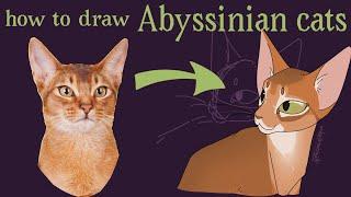 how to draw Abyssinian cats! abCat