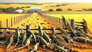 Como Os Agricultores Do Estado Americano Da Flórida Lidam Com Milhares De Iguanas Invasoras