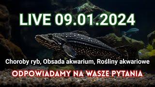 Choroby Ryb / Obsada akwarium ogólnego  / LIVE akwarystyczny 09.01.24 /  #aquascapingtv